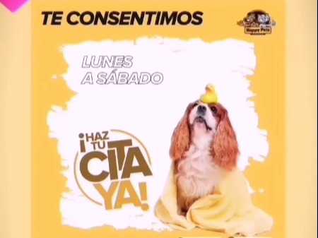 Clinica Veterinaria Happy Pets