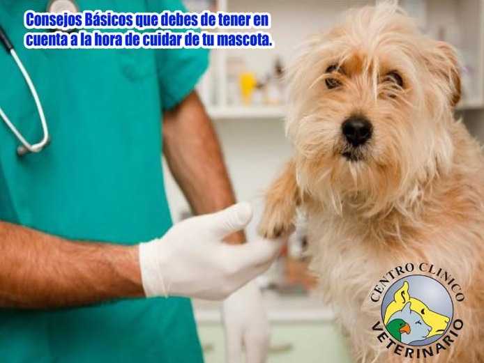 CENTRO CLINICO VETERINARIO S DE RL