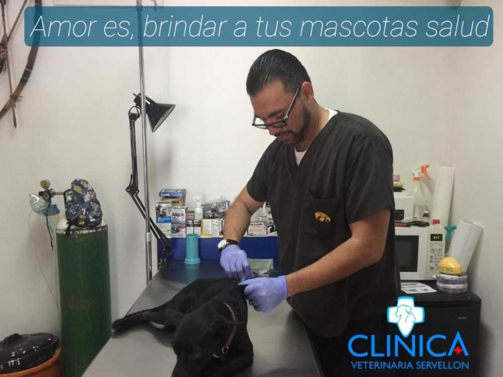 CLINICA VETERINARIA SERVELLON