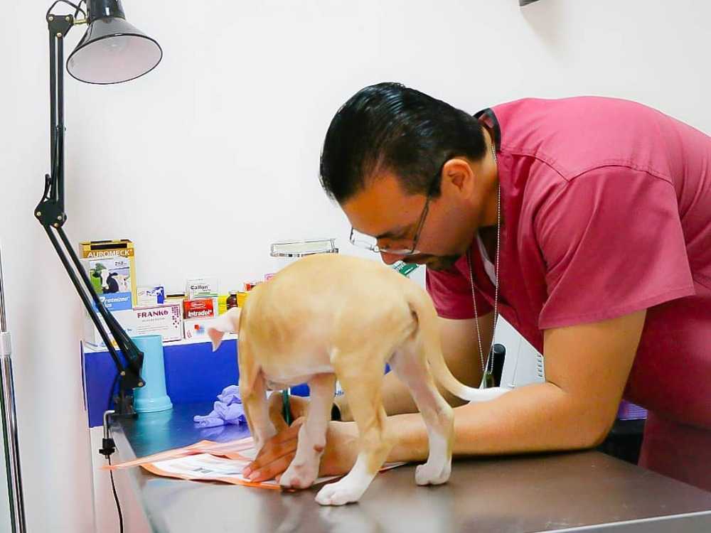 CLINICA VETERINARIA SERVELLON