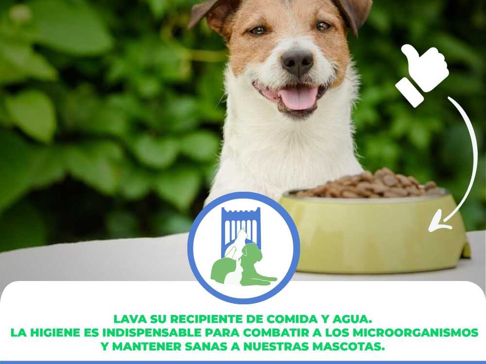 Hospital Veterinario Del Sur