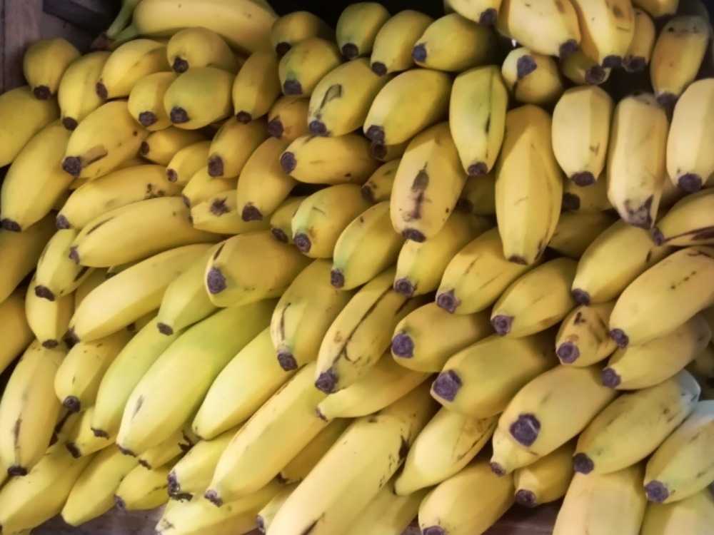 Bananos frescos
