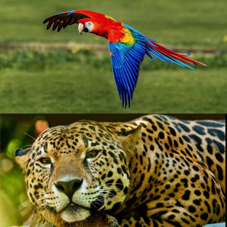 Guacamaya y Jaguar