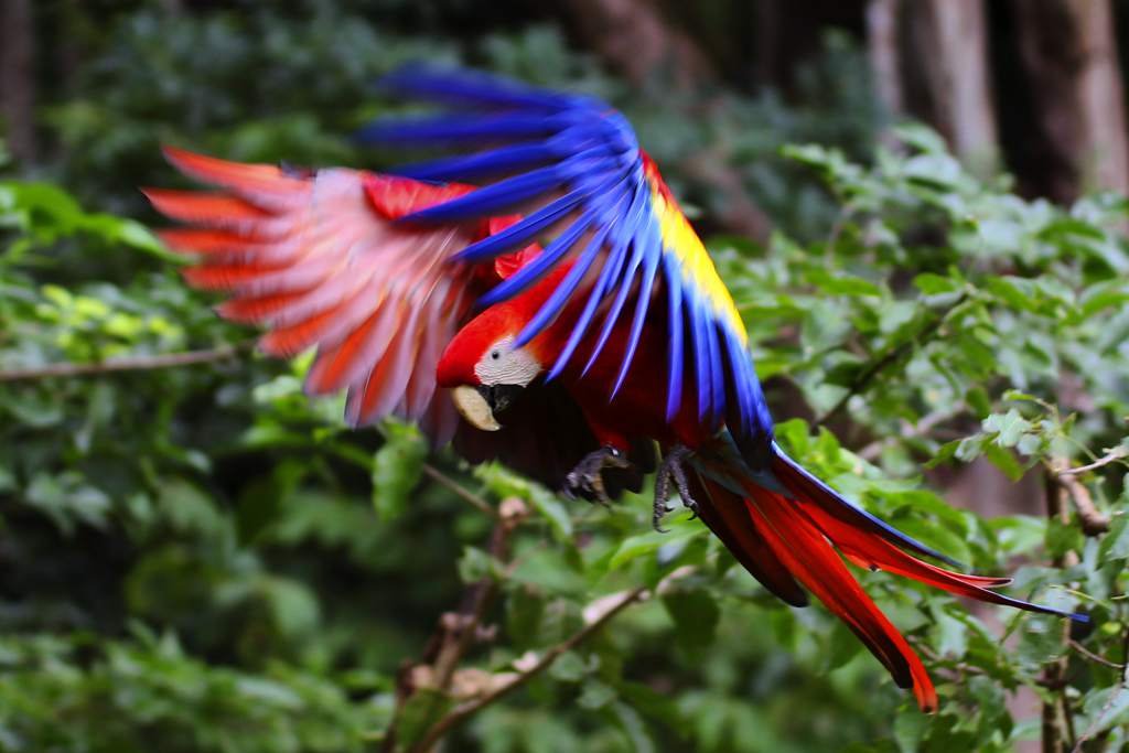 Guacamaya Ara Macao