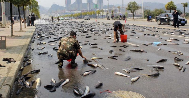 Lluvia de peces Yoro