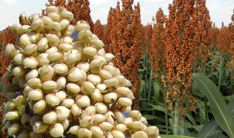 Sorgo de San Marcos de Colón