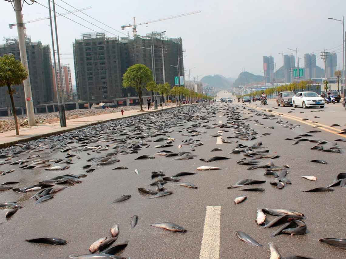 Lluvia de Peces de Yoro