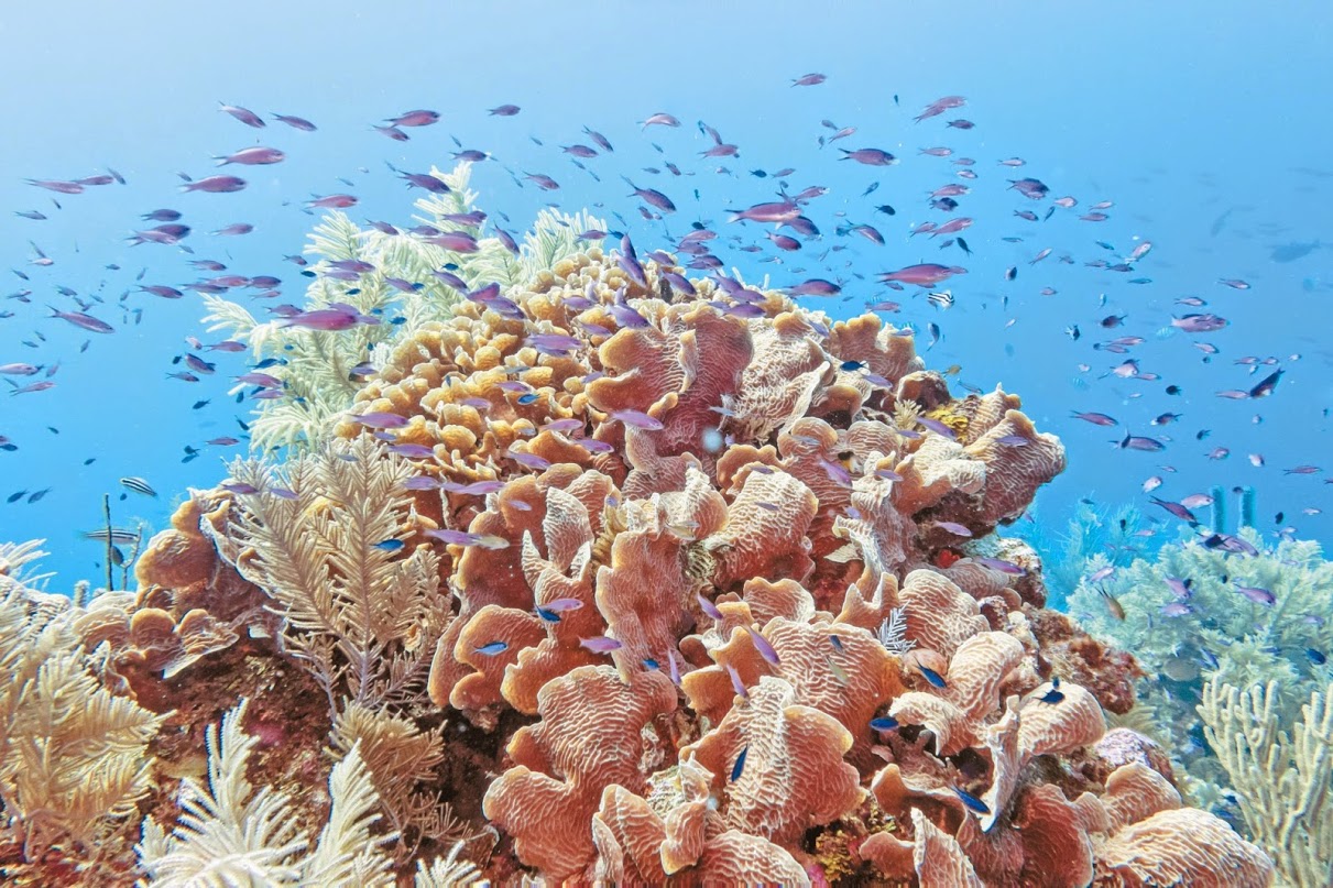 Cayo blanco o Coral blanco de Trujillo