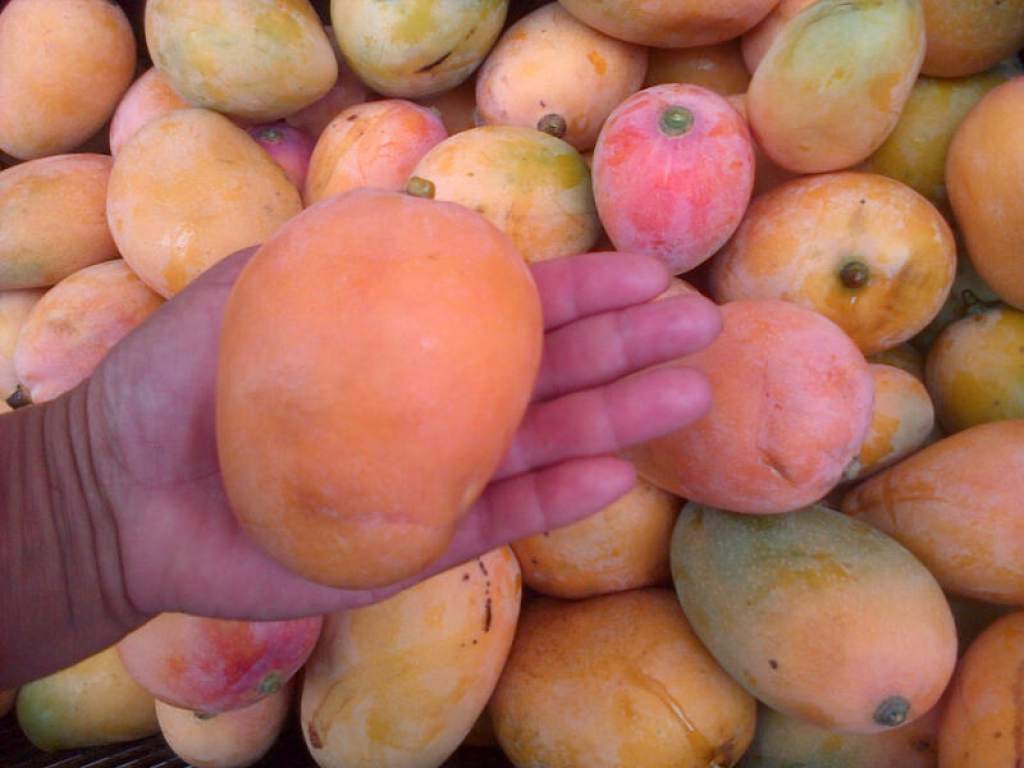 Mango Yuscarán