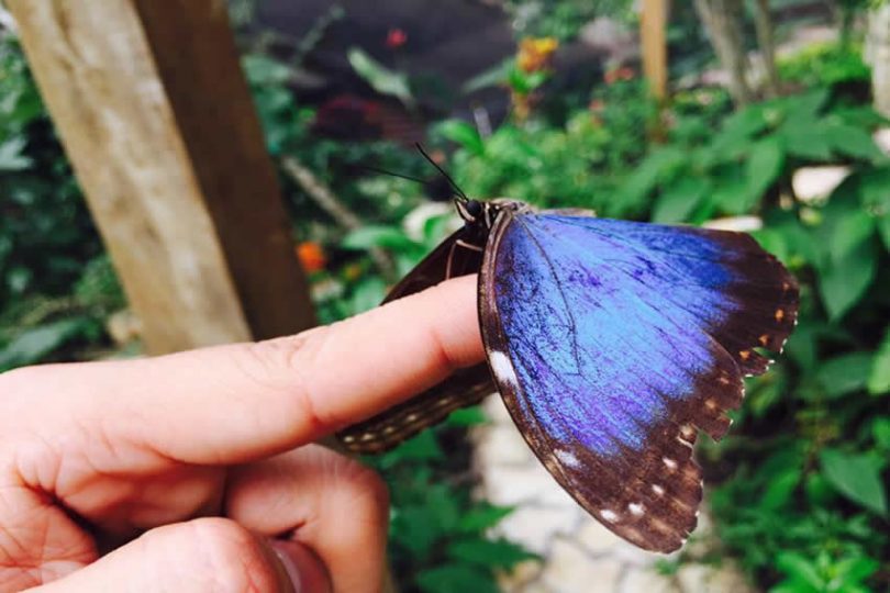 Mariposario Mayan Hills